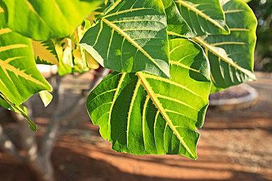 微软和EE达成10年云游戏合作 将Xbox游戏带给更多玩家